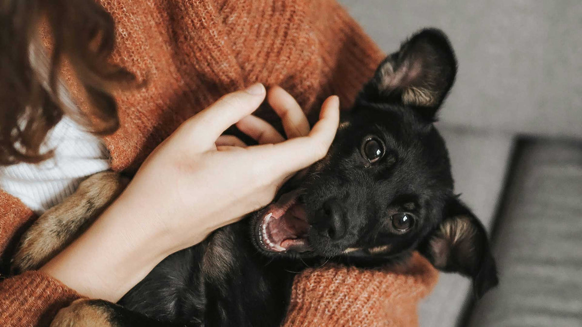 Custom Pet Portraits as Gifts: Meaningful Ideas for Pet Lovers