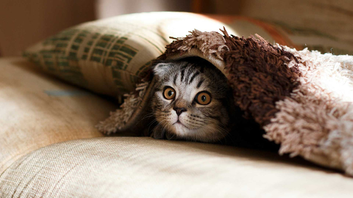 Handmade vs. Printed Pet Portraits: What’s the Difference?