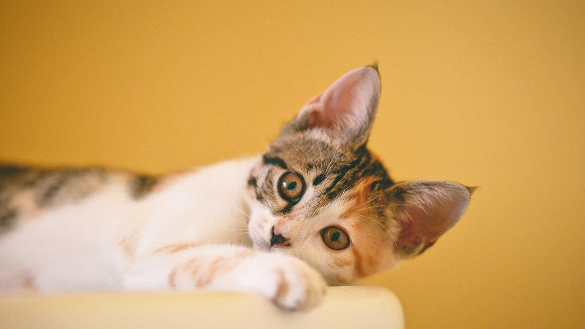 How We Turn Your Pet’s Photo Into a Hand-Carved Leather Portrait