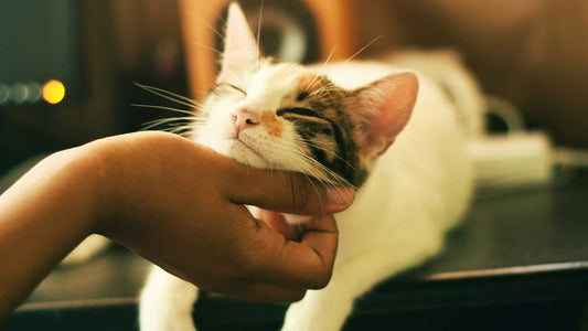 How to Choose the Right Custom Leather Pet Portrait Style